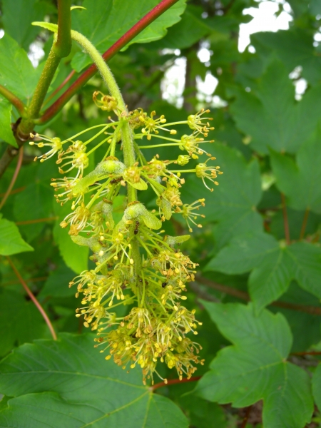 Pflanzenbild gross Berg-Ahorn - Acer pseudoplatanus