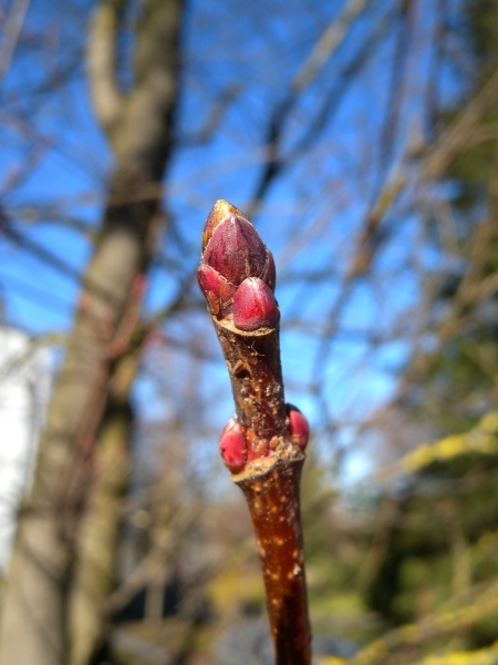 Pflanzenbild gross Spitz-Ahorn - Acer platanoides