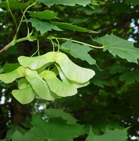 Pflanzenbild gross Spitz-Ahorn - Acer platanoides