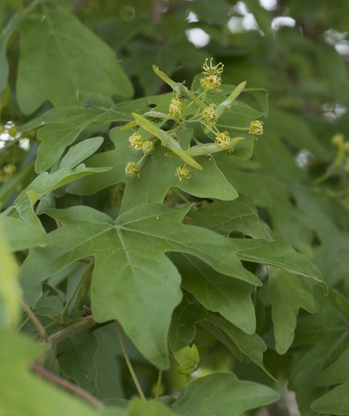 Pflanzenbild gross Feld-Ahorn - Acer campestre