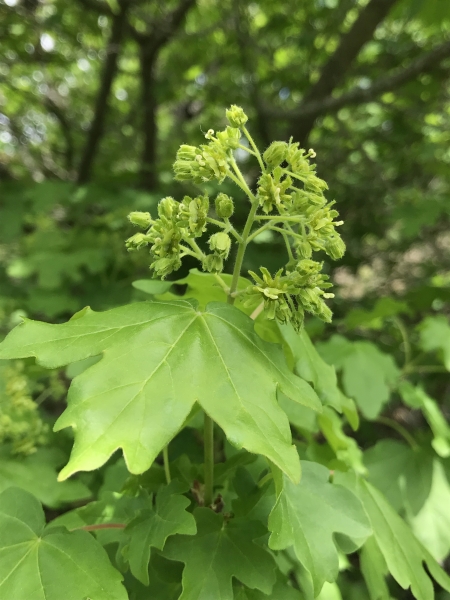 Pflanzenbild gross Feld-Ahorn - Acer campestre