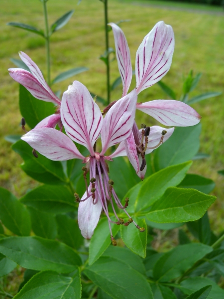 Pflanzenbild gross Weisser Diptam - Dictamnus albus