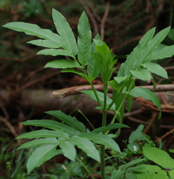 Pflanzenbild gross Weisser Diptam - Dictamnus albus