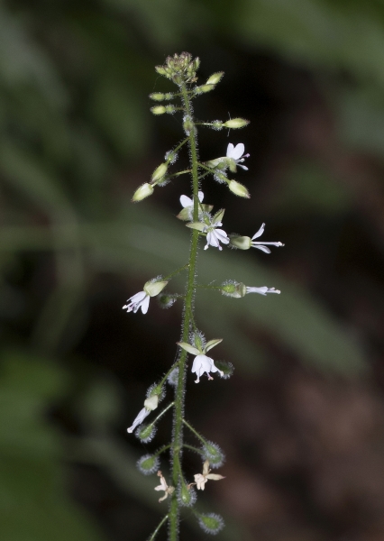Pflanzenbild gross Grosses Hexenkraut - Circaea lutetiana