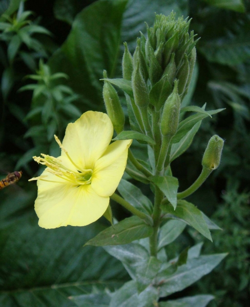 Pflanzenbild gross Zweijährige Nachtkerze - Oenothera biennis aggr.