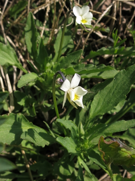 Pflanzenbild gross Zwerg-Stiefmütterchen - Viola kitaibeliana