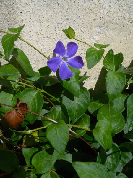Pflanzenbild gross Grosses Immergrün - Vinca major