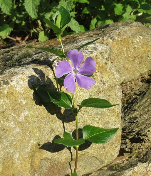 Pflanzenbild gross Grosses Immergrün - Vinca major