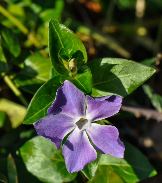 Pflanzenbild gross Grosses Immergrün - Vinca major