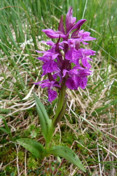 Pflanzenbild gross Traunsteiners Fingerwurz - Dactylorhiza traunsteineri