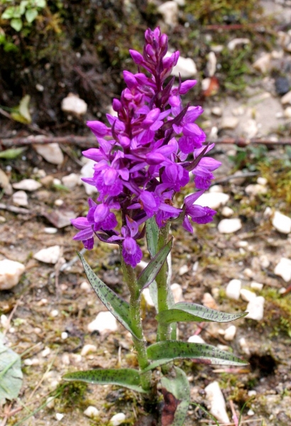 Pflanzenbild gross Traunsteiners Fingerwurz - Dactylorhiza traunsteineri