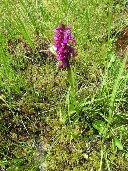Pflanzenbild gross Traunsteiners Fingerwurz - Dactylorhiza traunsteineri