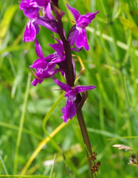 Pflanzenbild gross Traunsteiners Fingerwurz - Dactylorhiza traunsteineri