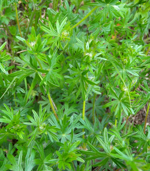 Pflanzenbild gross Blutroter Storchschnabel - Geranium sanguineum
