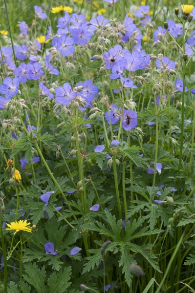 Pflanzenbild gross Wiesen-Storchschnabel - Geranium pratense