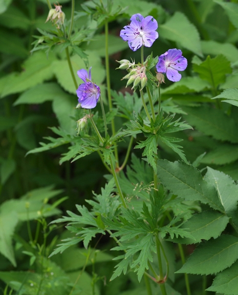 Pflanzenbild gross Wiesen-Storchschnabel - Geranium pratense
