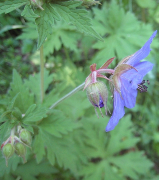 Pflanzenbild gross Wiesen-Storchschnabel - Geranium pratense