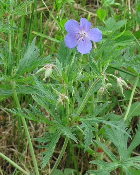 Pflanzenbild gross Wiesen-Storchschnabel - Geranium pratense
