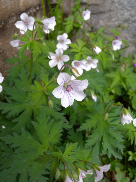 Pflanzenbild gross Blassblütiger Storchschnabel - Geranium rivulare