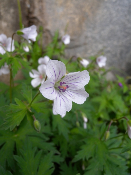 Pflanzenbild gross Blassblütiger Storchschnabel - Geranium rivulare