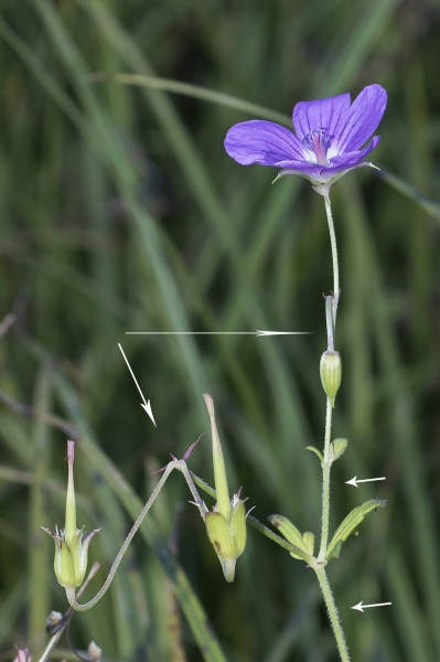 Pflanzenbild gross Sumpf-Storchschnabel - Geranium palustre