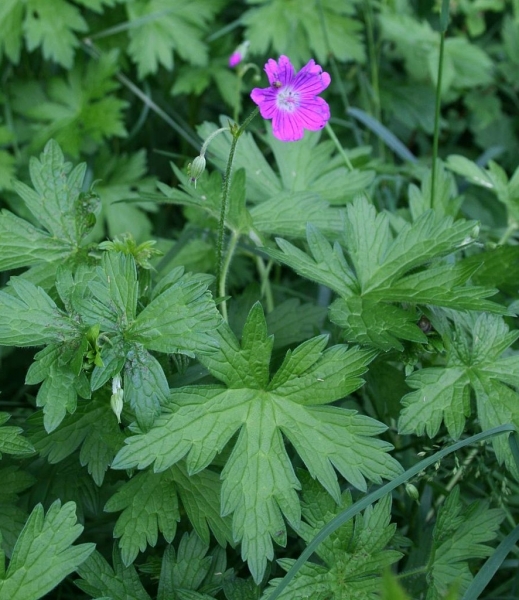 Pflanzenbild gross Sumpf-Storchschnabel - Geranium palustre