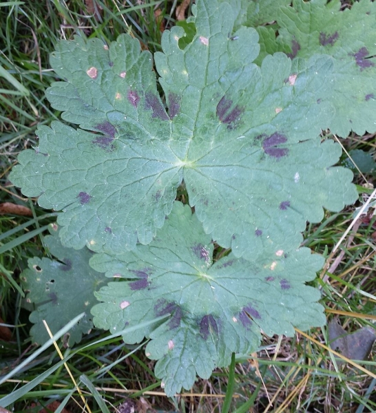 Pflanzenbild gross Gewöhnlicher Braun-Storchschnabel - Geranium phaeum subsp. phaeum