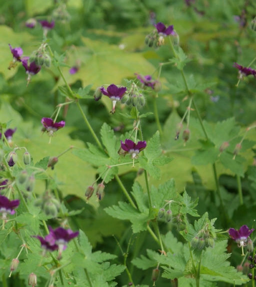 Pflanzenbild gross Gewöhnlicher Braun-Storchschnabel - Geranium phaeum subsp. phaeum