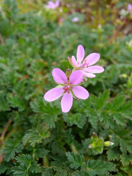 Pflanzenbild gross Gemeiner Reiherschnabel - Erodium cicutarium
