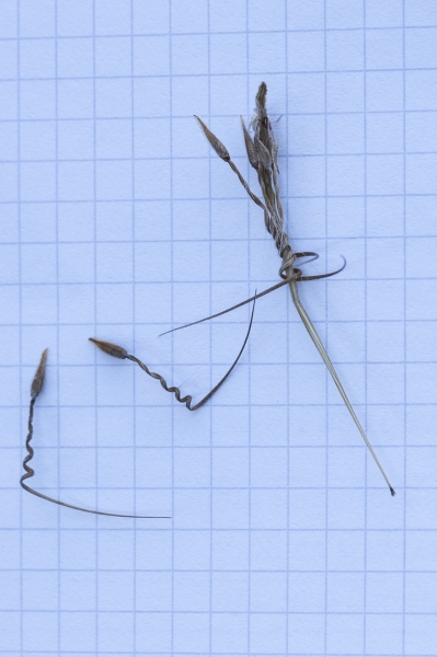 Pflanzenbild gross Gemeiner Reiherschnabel - Erodium cicutarium