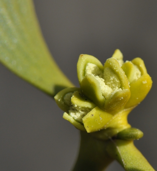 Pflanzenbild gross Mistel - Viscum album