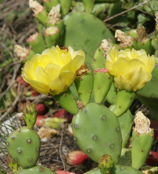 Pflanzenbild gross Gemeiner Feigenkaktus - Opuntia humifusa