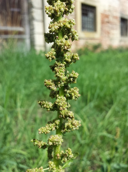 Pflanzenbild gross Guter Heinrich - Chenopodium bonus-henricus
