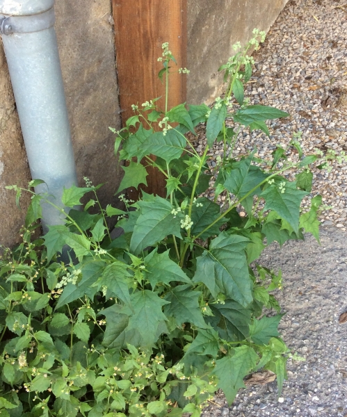 Pflanzenbild gross Bastard-Gänsefuss - Chenopodium hybridum