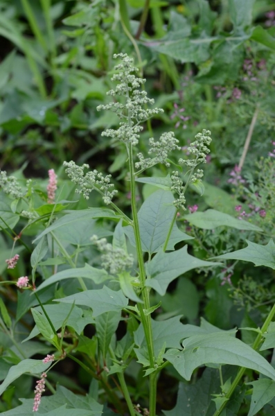 Pflanzenbild gross Bastard-Gänsefuss - Chenopodium hybridum