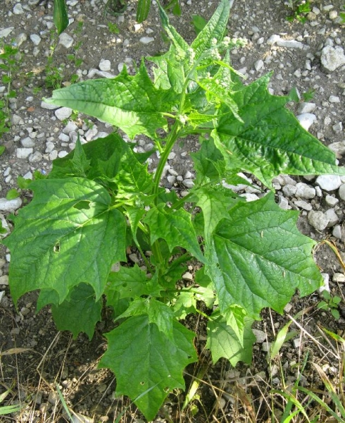 Pflanzenbild gross Bastard-Gänsefuss - Chenopodium hybridum