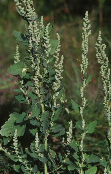 Pflanzenbild gross Weisser Gänsefuss - Chenopodium album
