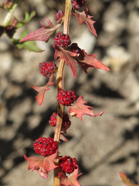 Pflanzenbild gross Echter Erdbeerspinat - Blitum virgatum