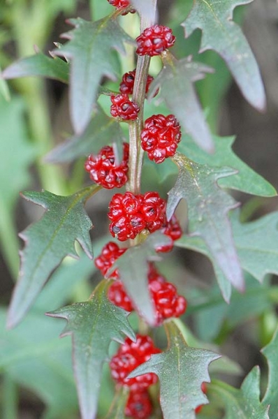 Pflanzenbild gross Echter Erdbeerspinat - Blitum virgatum