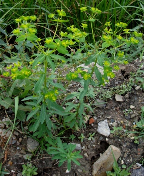 Pflanzenbild gross Breitblättrige Wolfsmilch - Euphorbia platyphyllos