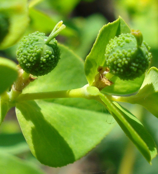 Pflanzenbild gross Breitblättrige Wolfsmilch - Euphorbia platyphyllos