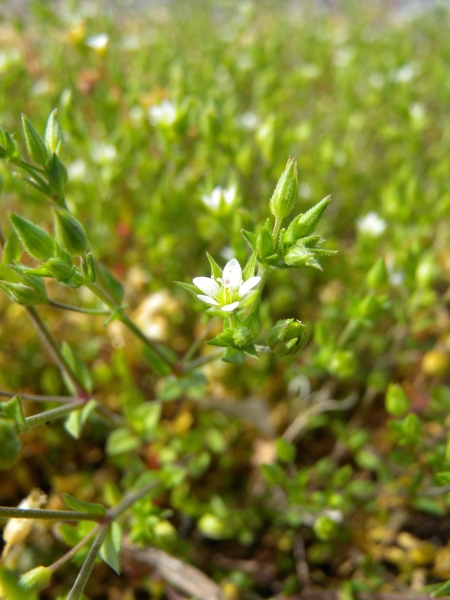 Pflanzenbild gross Gewöhnliches Quendelblättriges Sandkraut - Arenaria serpyllifolia