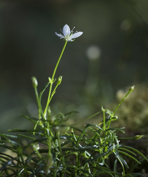 Pflanzenbild gross Moos-Nabelmiere - Moehringia muscosa