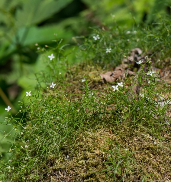 Pflanzenbild gross Moos-Nabelmiere - Moehringia muscosa