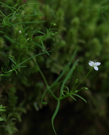 Pflanzenbild gross Moos-Nabelmiere - Moehringia muscosa