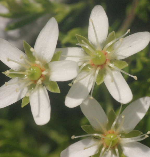 Pflanzenbild gross Bewimperte Nabelmiere - Moehringia ciliata