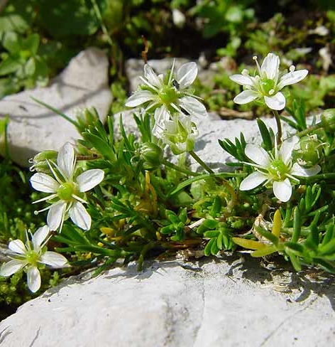 Pflanzenbild gross Bewimperte Nabelmiere - Moehringia ciliata