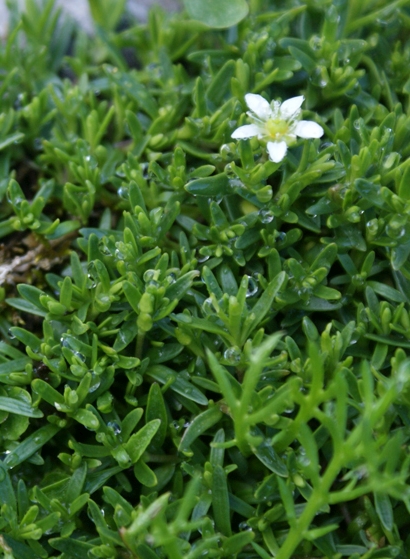 Pflanzenbild gross Bewimperte Nabelmiere - Moehringia ciliata