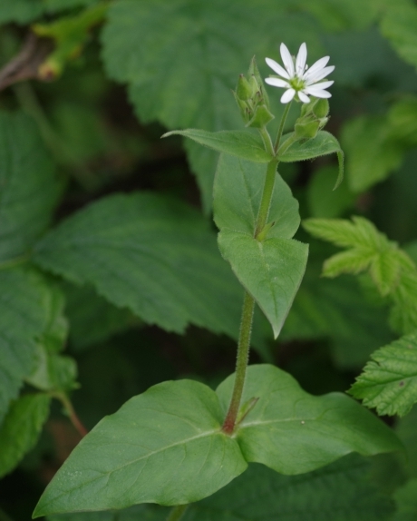 Pflanzenbild gross Wassermiere - Myosoton aquaticum