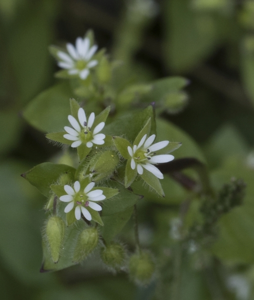 Pflanzenbild gross Gewöhnliche Vogelmiere - Stellaria media